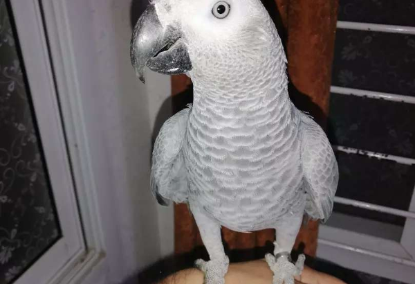 Grey parrot for sale