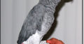 Grey parrot for sale