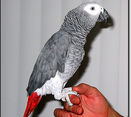 Grey parrot for sale