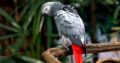 Grey parrot for sale