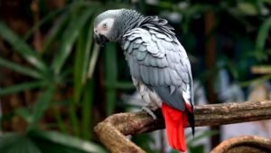 Grey parrot for sale