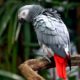 Grey parrot for sale