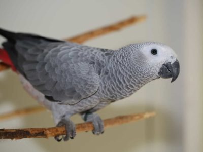 Grey parrot for sale