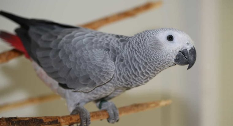 Grey parrot for sale