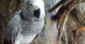 Grey parrot for sale