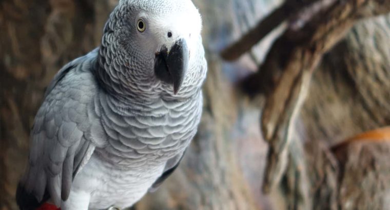 Grey parrot for sale