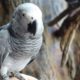 Grey parrot for sale