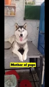 Siberian Husky Puppies