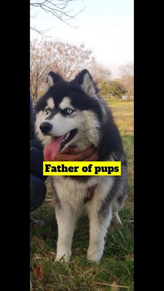Siberian Husky Puppies - photo 3