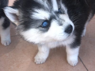 Siberian Husky Puppies