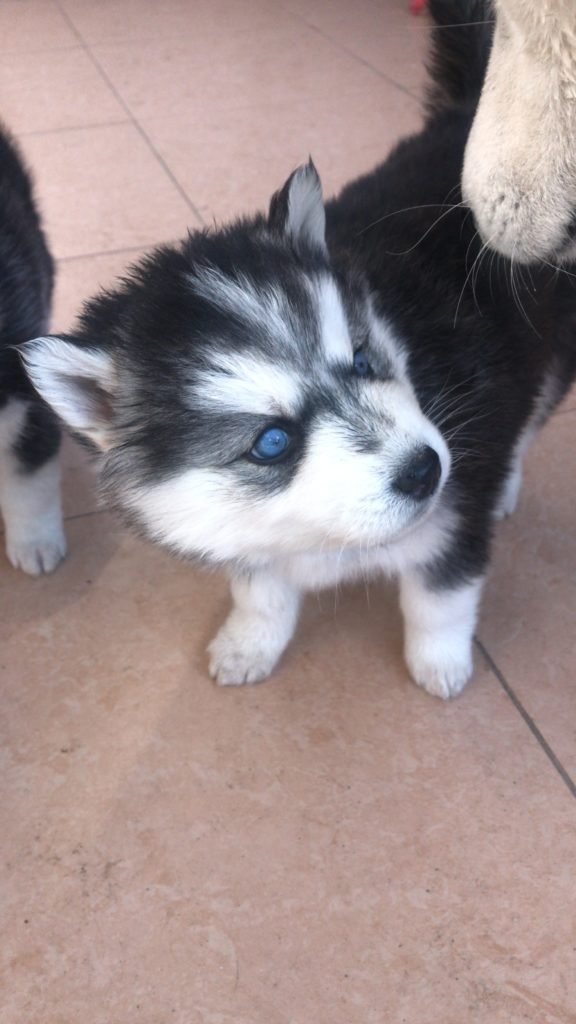 Siberian Husky Puppies - photo 1