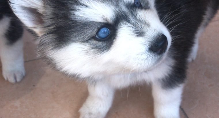 Siberian Husky Puppies