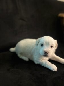 Poodle puppies