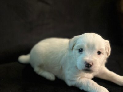 Poodle puppies