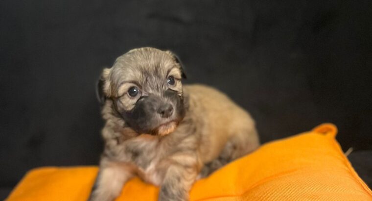 Poodle puppies