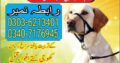 Khoji Dog Bahawalpur #03036213401