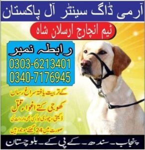 Khoji Dog Bahawalpur #03036213401