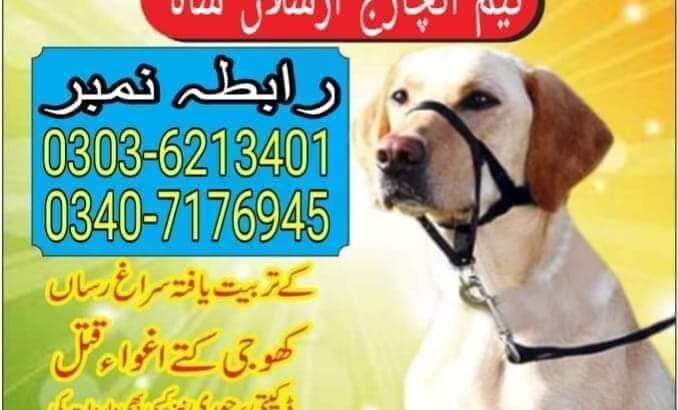 Khoji Dog Bahawalpur #03036213401