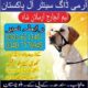 Khoji Dog Bahawalpur #03036213401