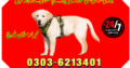 Army Dog Center Sargodha 03036213401