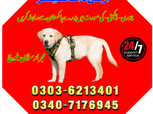 Army Dog Center Sargodha 03036213401