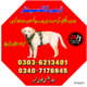 Army Dog Center Sargodha 03036213401