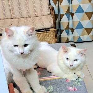 Cats for sale