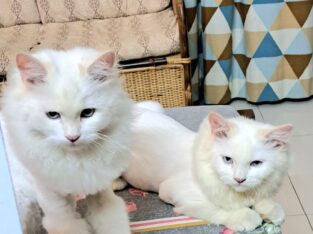 Cats for sale
