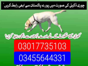 Army dog center