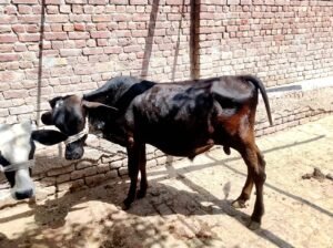 Kheery bchry for urgent sell in Shahkot