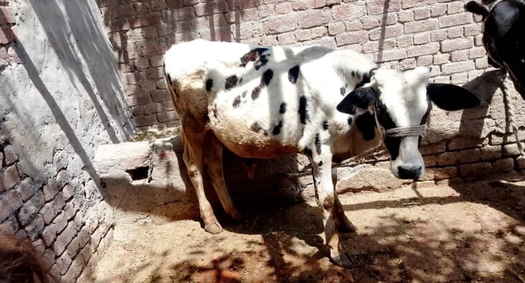 Kheery bchry for urgent sell in Shahkot