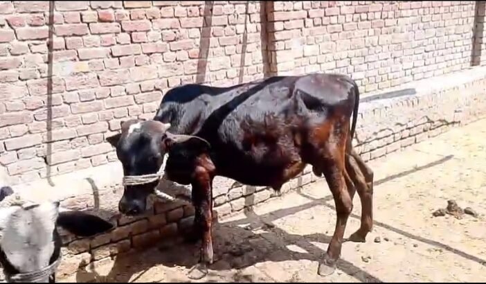 Kheery bchry for urgent sell in Shahkot