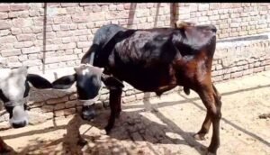 Kheery bchry for urgent sell in Shahkot