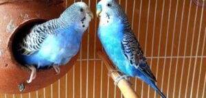 Australian Parrot