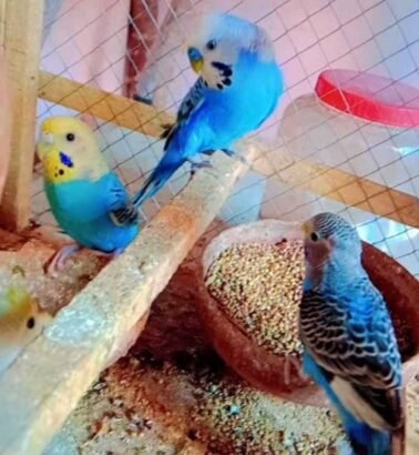 Australian Parrot