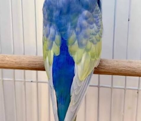 Australian Parrot