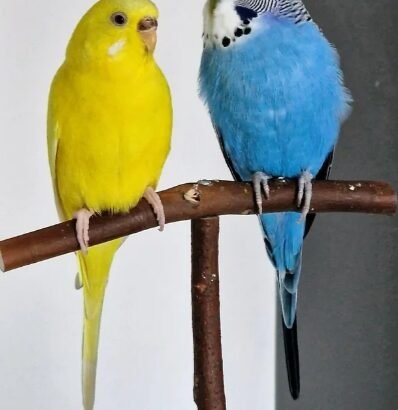 Australian Parrot