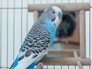 Australian Parrot