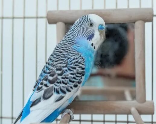 Australian Parrot
