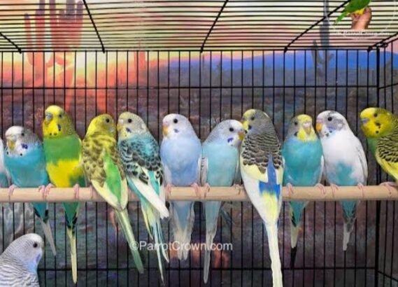 Beautiful Australian Parrots for sale in Rs.1000 in Karachi