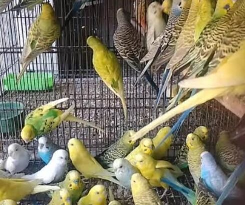 Beautiful Australian Parrots for sale in Rs.1000 in Karachi