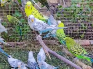Beautiful Australian Parrots for sale in Rs.1000 in Karachi