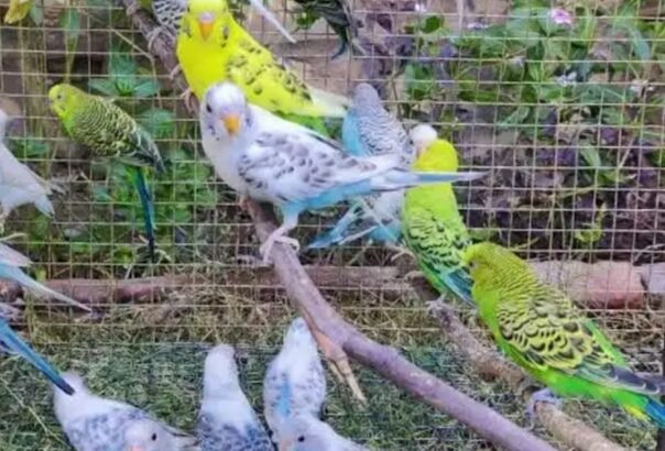 Beautiful Australian Parrots for sale in...