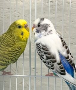 Beautiful Australian Parrots for sale in Rs.1000 in Karachi