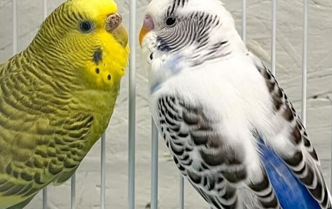 Beautiful Australian Parrots for sale in Rs.1000 in Karachi
