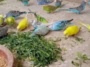 Australian Parrots for sale online