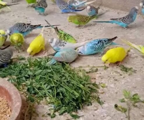 Australian Parrots for sale online