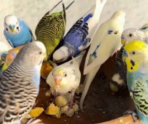 Australian Parrots for sale online