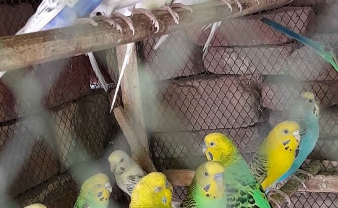 Australian Parrots for sale online