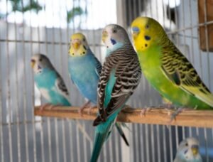 Australian Parrots for sale online